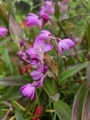 [植物]2026.04.19デンドロビウム・ギンギアナム系