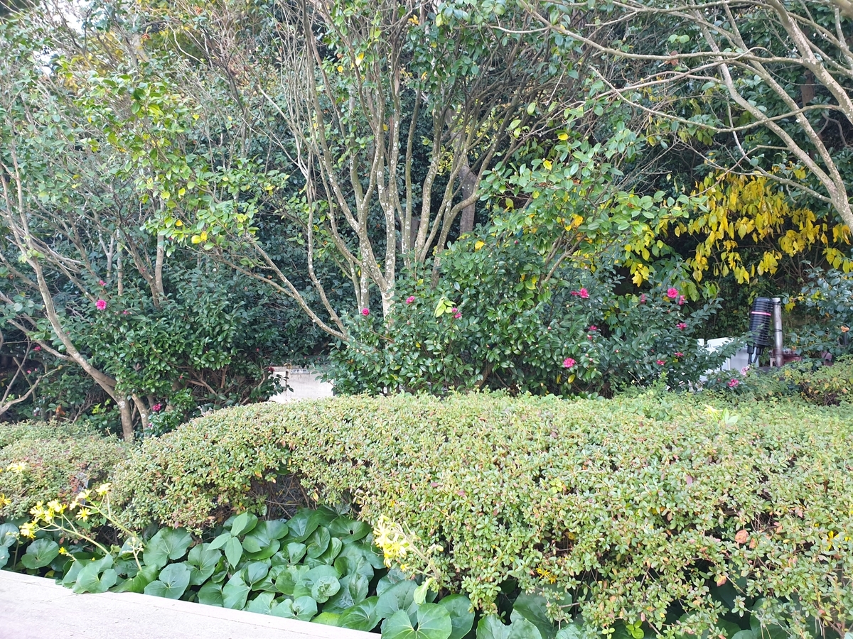 f:id:koronawashibaken:20201119095726j:plain