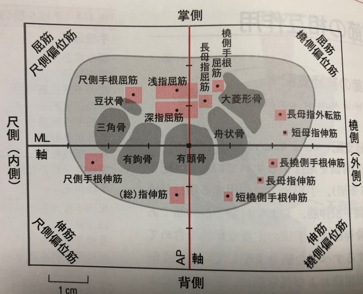 f:id:koronkushi:20190524225731j:plain