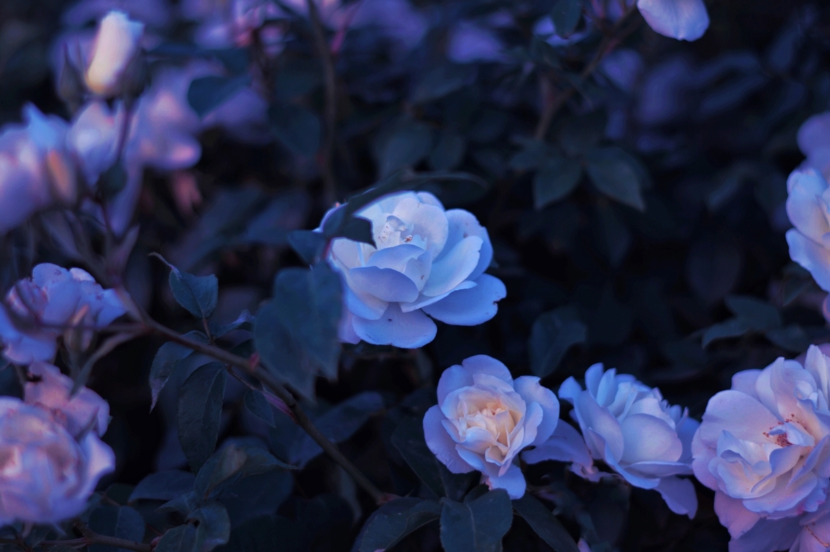 f:id:koronno:20191003233735j:plain f:id:koronno:20191003233735j:plain