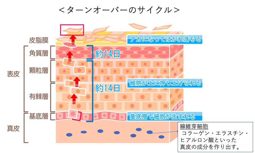 f:id:koronno:20191121144107p:plain f:id:koronno:20191121144107p:plain