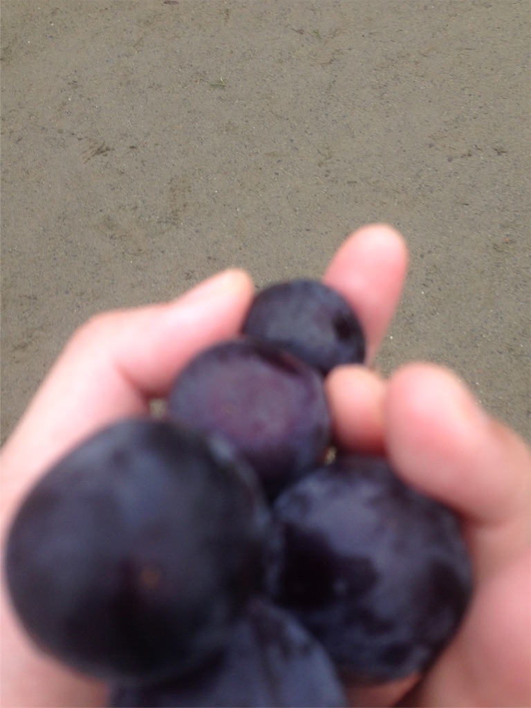 f:id:korota555:20160922220228j:image f:id:korota555:20160922220228j:image