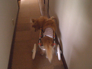 f:id:korotasukoro:20101207142100j:image