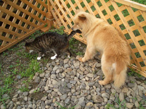 f:id:korotasukoro:20101208092652j:image