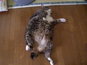 f:id:korotasukoro:20101208092653j:image