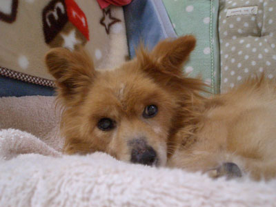 f:id:korotasukoro:20101221141344j:image