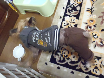 f:id:korotasukoro:20110526213049j:image
