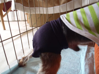 f:id:korotasukoro:20110607091157j:image