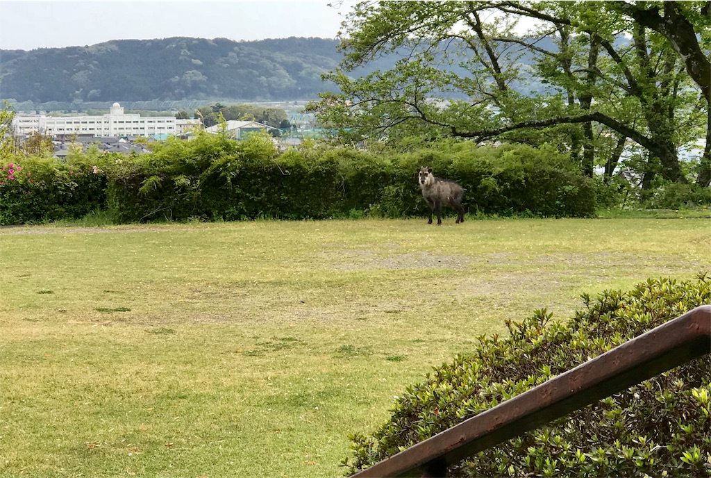 f:id:koru030:20180413164308j:image f:id:koru030:20180413164308j:image