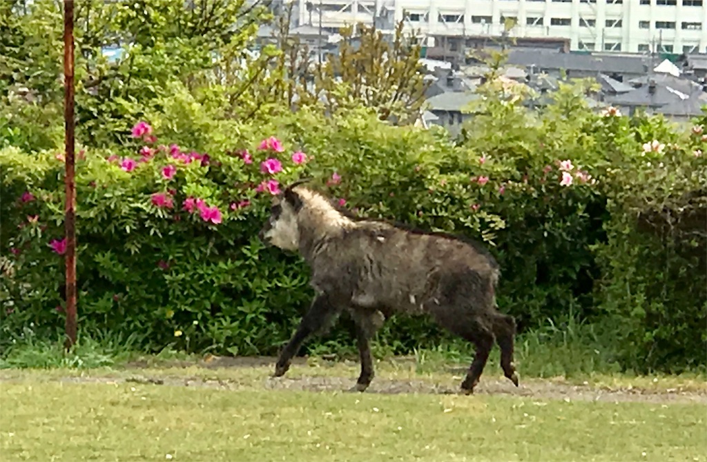 f:id:koru030:20180413164324j:image f:id:koru030:20180413164324j:image