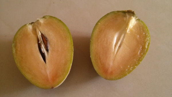 サポジラの木の下で - こるりうちゅう