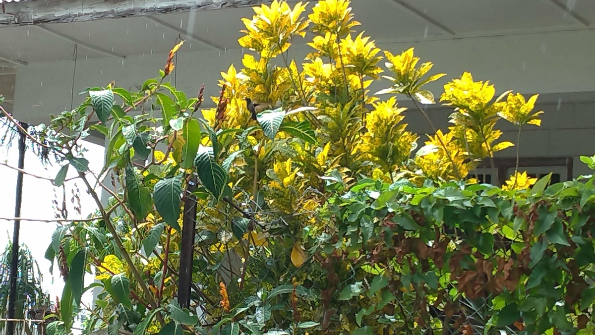 f:id:korurie:20190325102606j:plain f:id:korurie:20190325102606j:plain