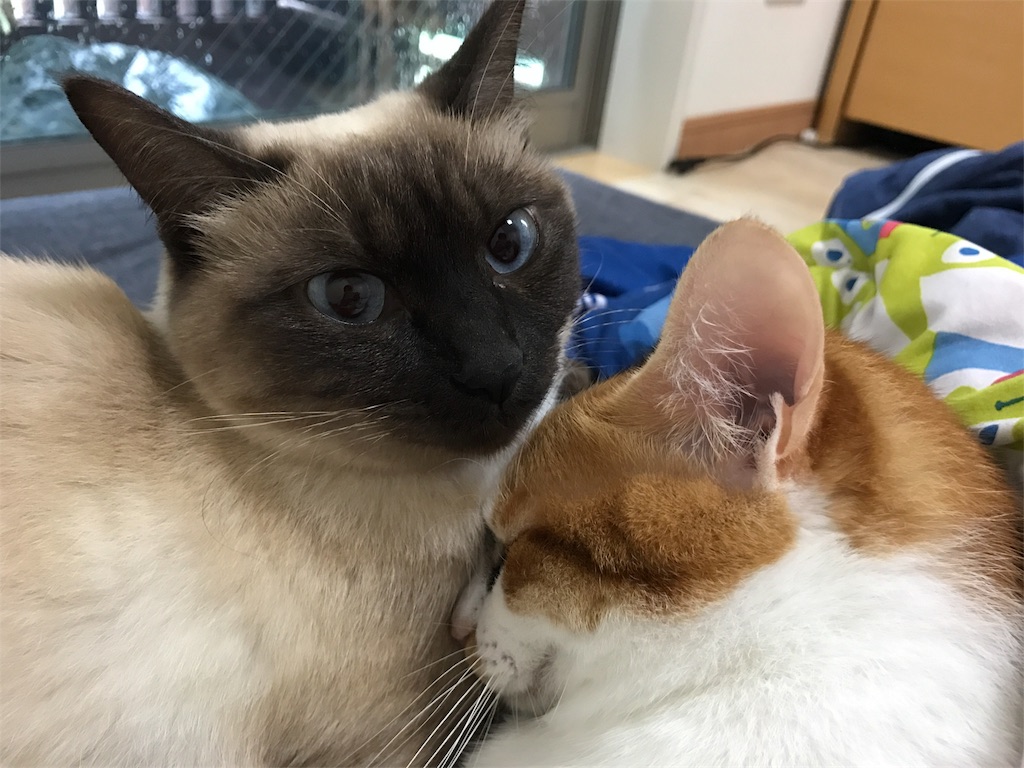 f:id:kosaku-tabi:20161101150551j:image f:id:kosaku-tabi:20161101150551j:image