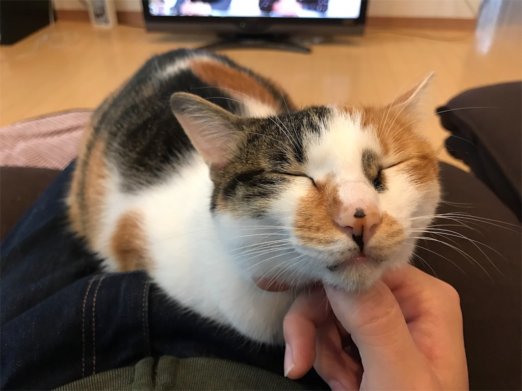 f:id:kosaku-tabi:20161101150624j:image f:id:kosaku-tabi:20161101150624j:image