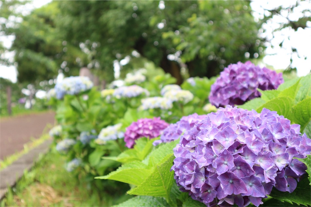 f:id:kosaku-tabi:20180523102515j:image