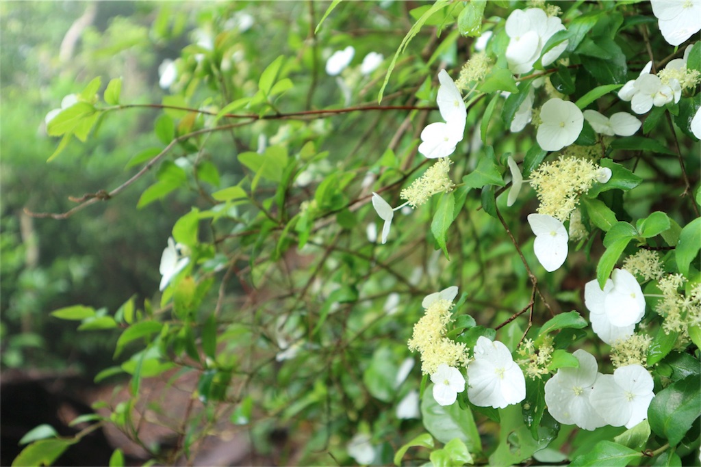 f:id:kosaku-tabi:20180523102539j:image