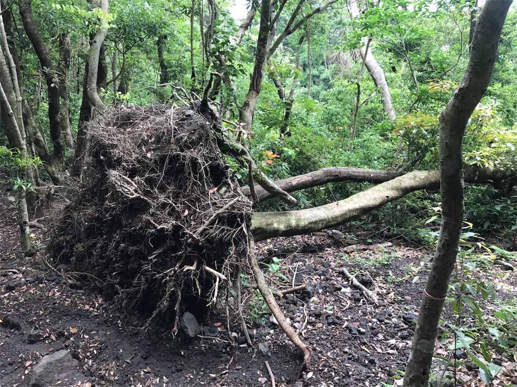 f:id:kosaku-tabi:20180523105123j:image