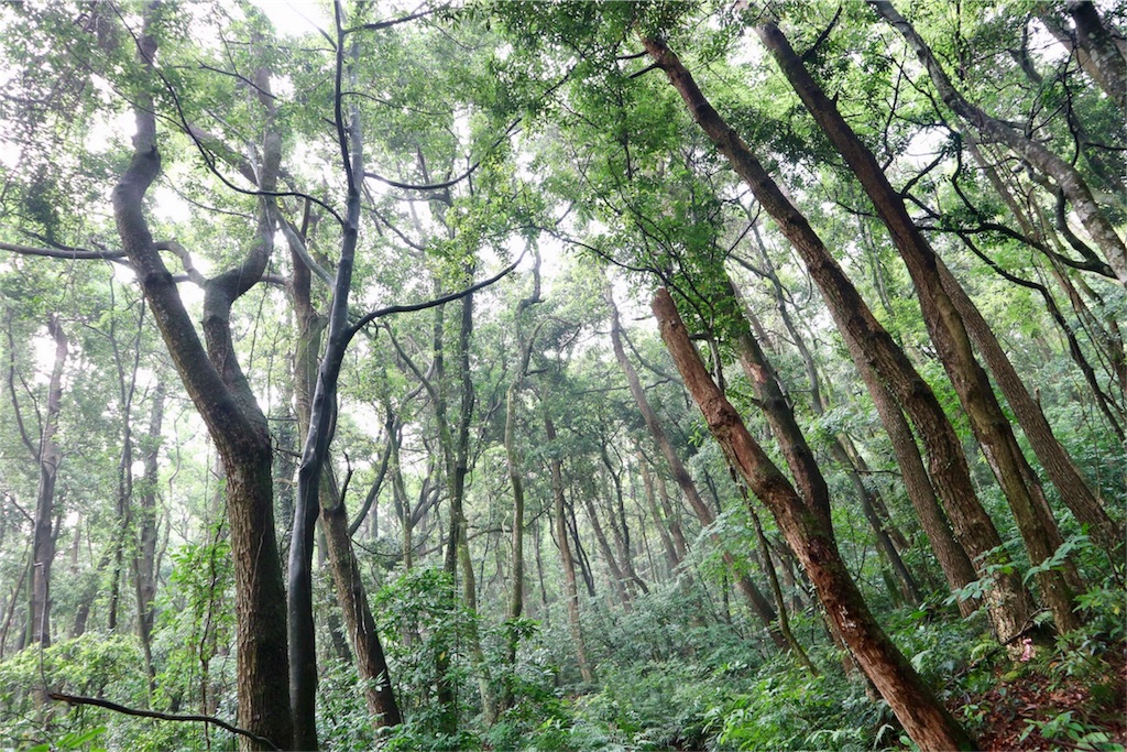 f:id:kosaku-tabi:20180524071143j:image