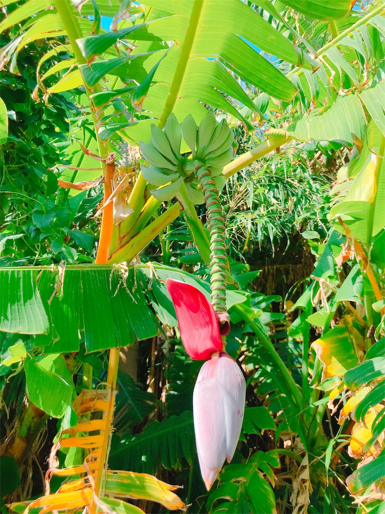 f:id:kosaku-tabi:20181031144739j:image f:id:kosaku-tabi:20181031144739j:image