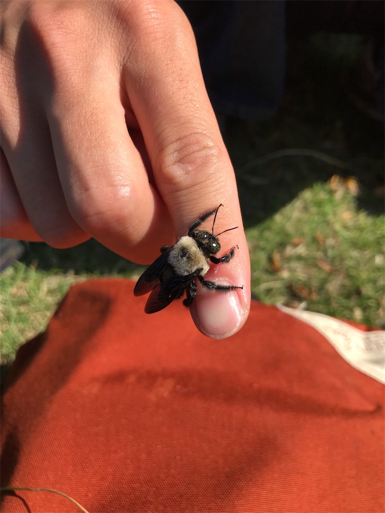 f:id:kosaku-tabi:20181031212010j:image f:id:kosaku-tabi:20181031212010j:image