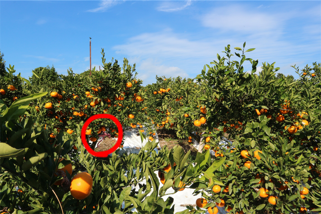 f:id:kosaku-tabi:20181220181720p:image f:id:kosaku-tabi:20181220181720p:image