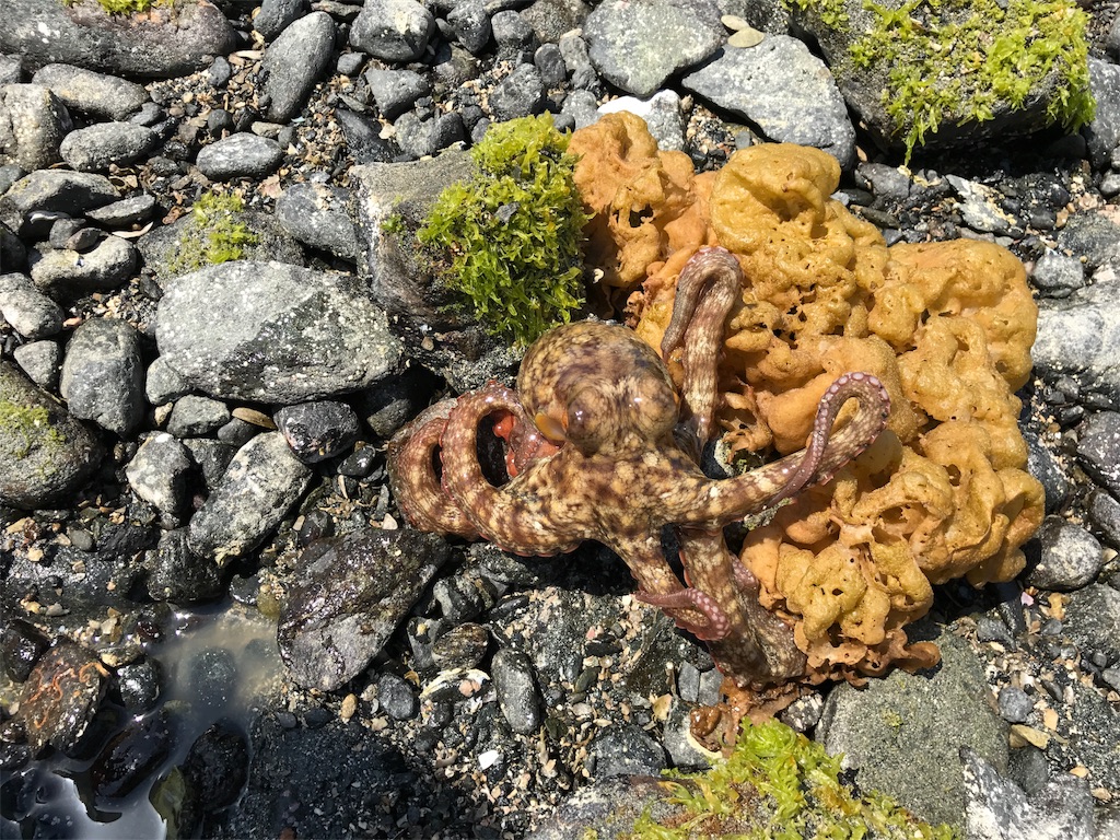 f:id:kosaku-tabi:20190419222052j:image