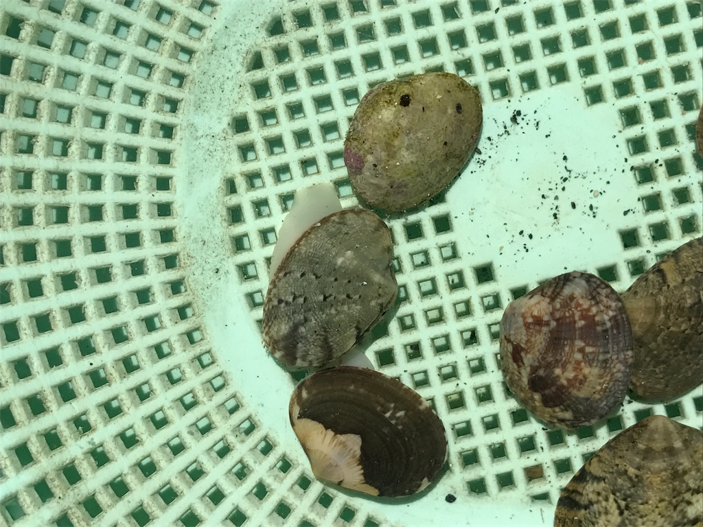 f:id:kosaku-tabi:20190419222122j:image