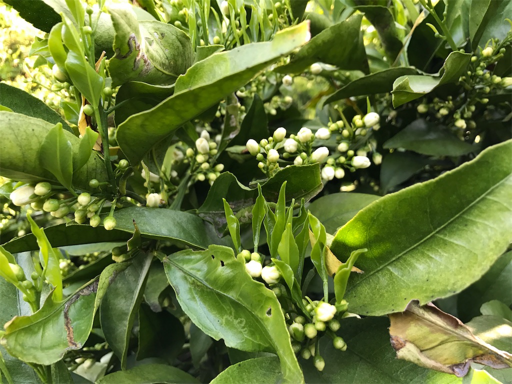 f:id:kosaku-tabi:20190419222217j:image