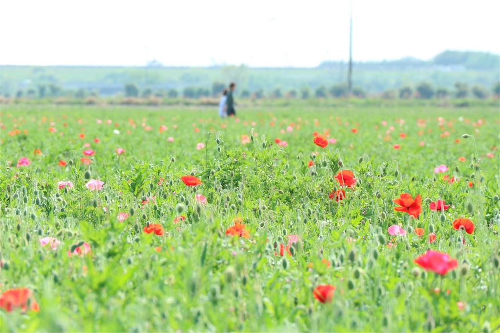 f:id:kosaku-tabi:20190513115720j:image f:id:kosaku-tabi:20190513115720j:image