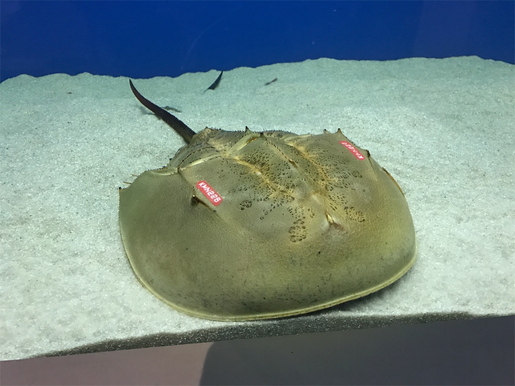 f:id:kosaku-tabi:20190513120033j:image f:id:kosaku-tabi:20190513120033j:image