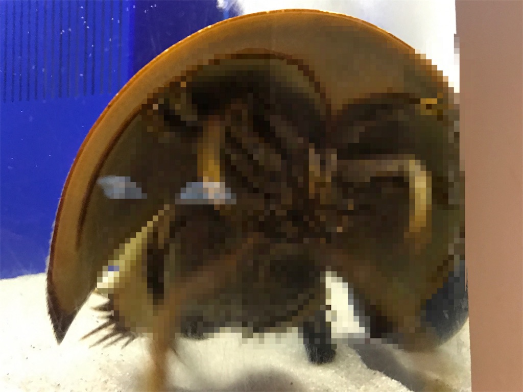 f:id:kosaku-tabi:20190516134320j:image f:id:kosaku-tabi:20190516134320j:image