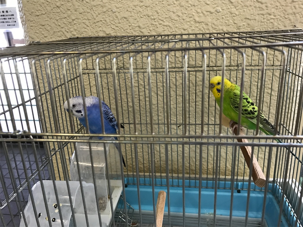 f:id:kosaku-tabi:20190528153305j:image f:id:kosaku-tabi:20190528153305j:image