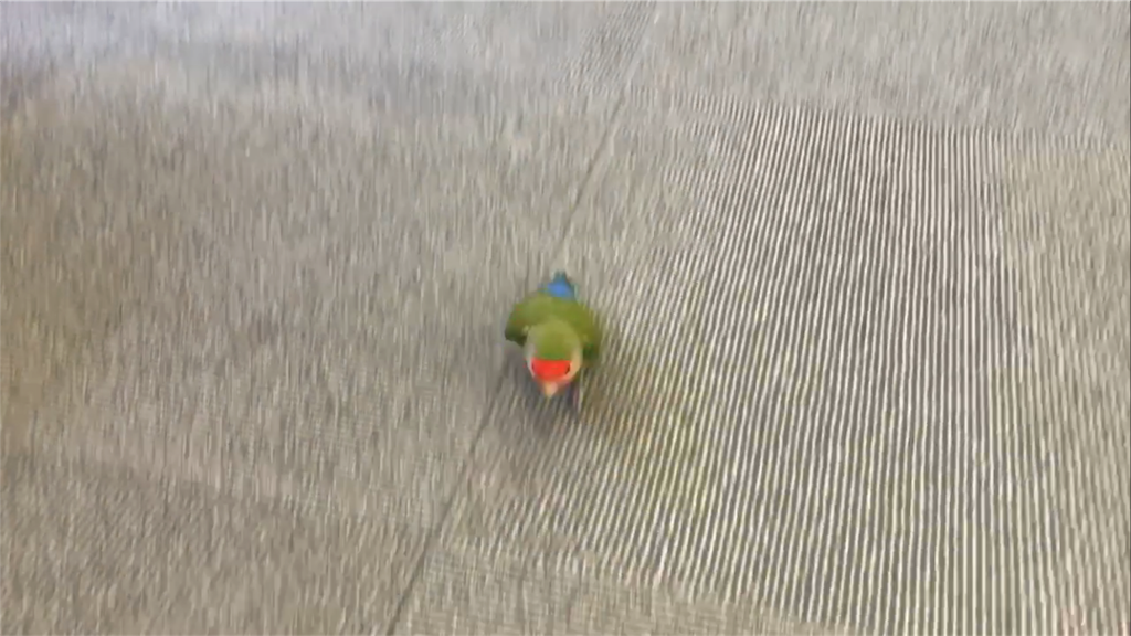 f:id:kosaku-tabi:20190528153338p:image f:id:kosaku-tabi:20190528153338p:image