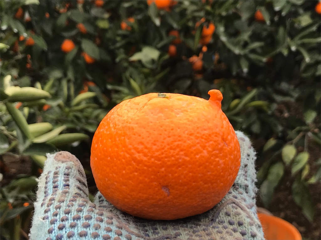 f:id:kosaku-tabi:20191227141012j:image