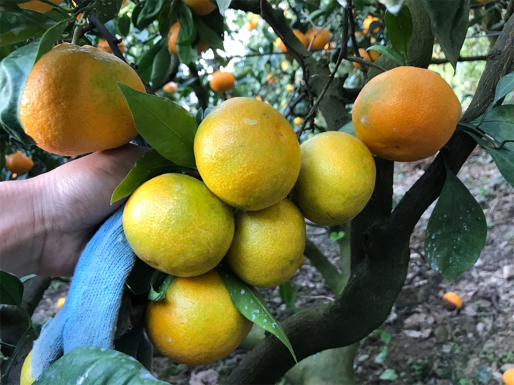 f:id:kosaku-tabi:20191227141037j:image