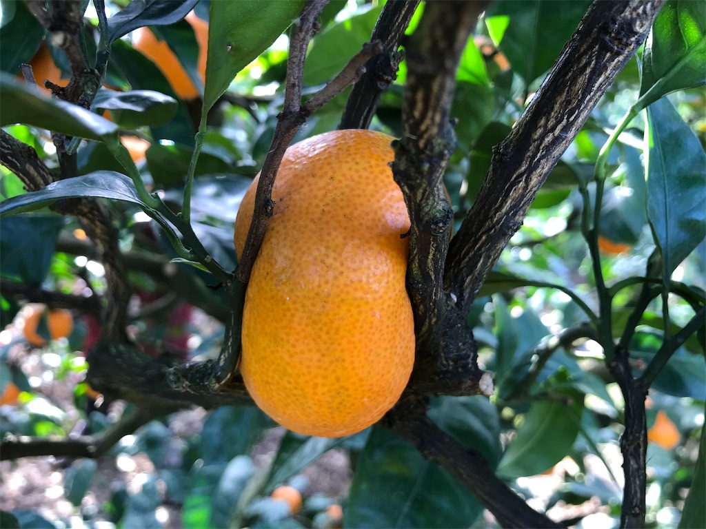 f:id:kosaku-tabi:20191227141043j:image