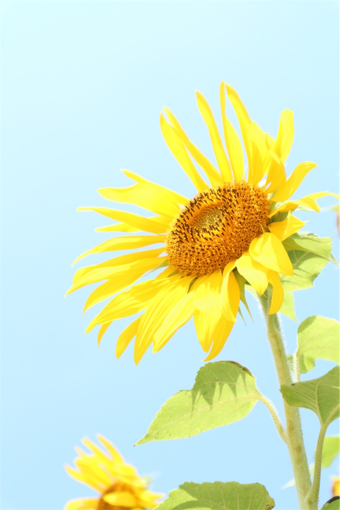 f:id:kosaku-tabi:20200507120611j:image
