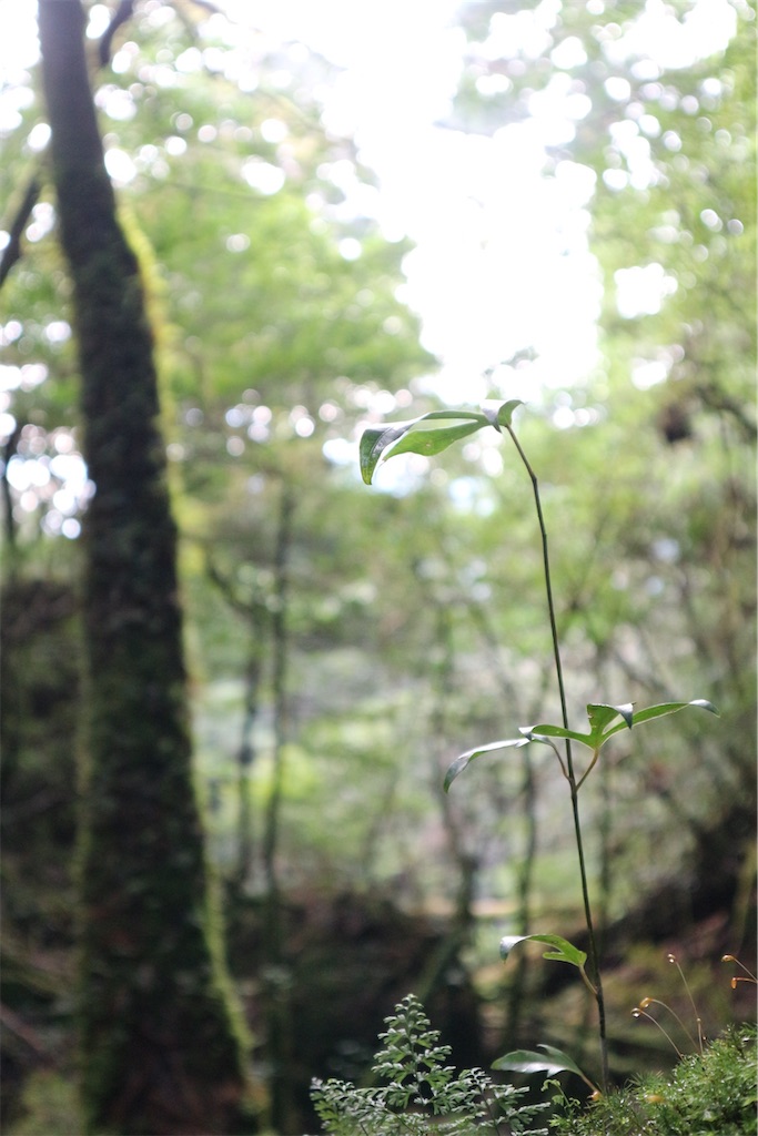 f:id:kosaku-tabi:20210211134534j:image