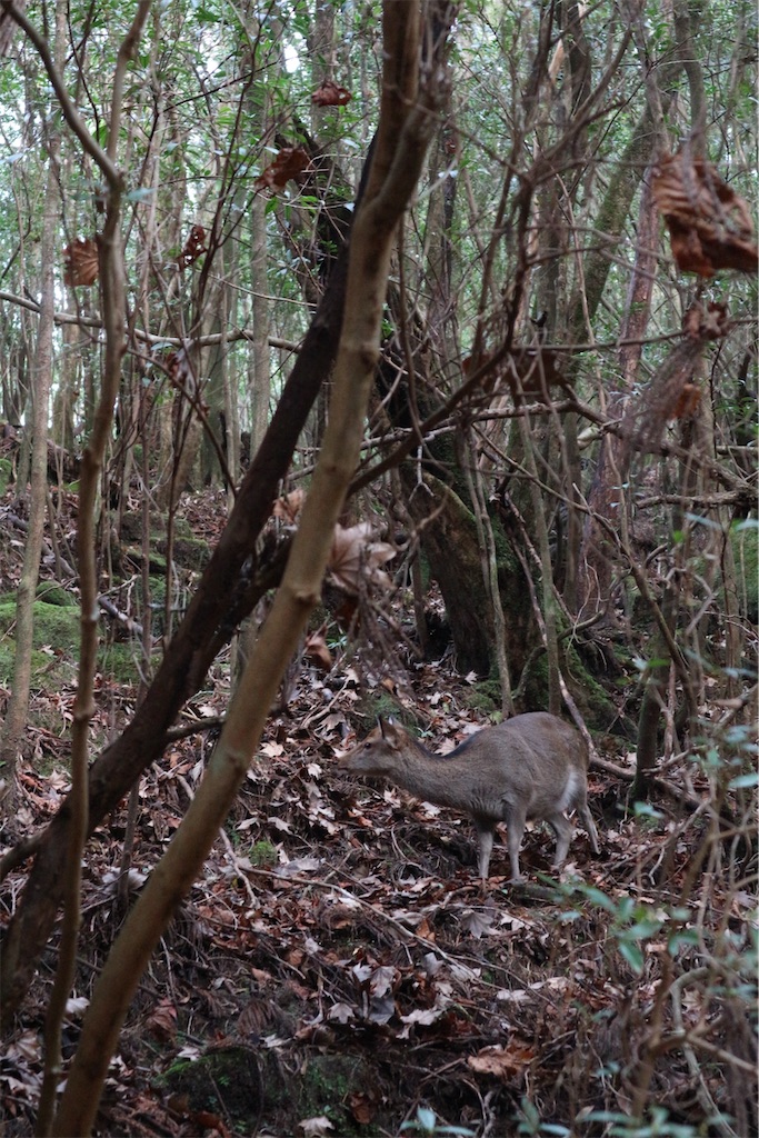 f:id:kosaku-tabi:20210211144035j:image