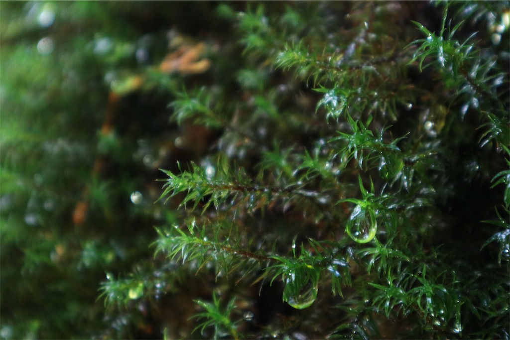 f:id:kosaku-tabi:20210211144314j:image