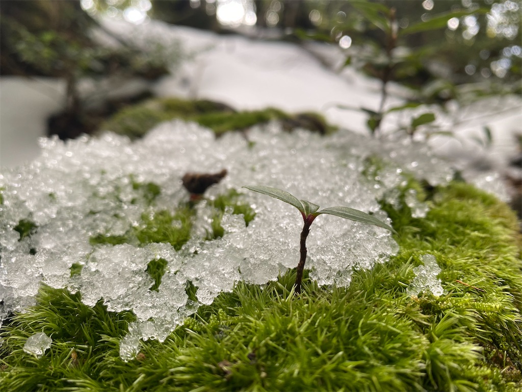 f:id:kosaku-tabi:20210211152322j:image