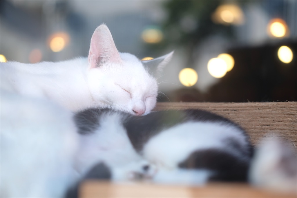 f:id:kosaku-tabi:20210531134319j:image