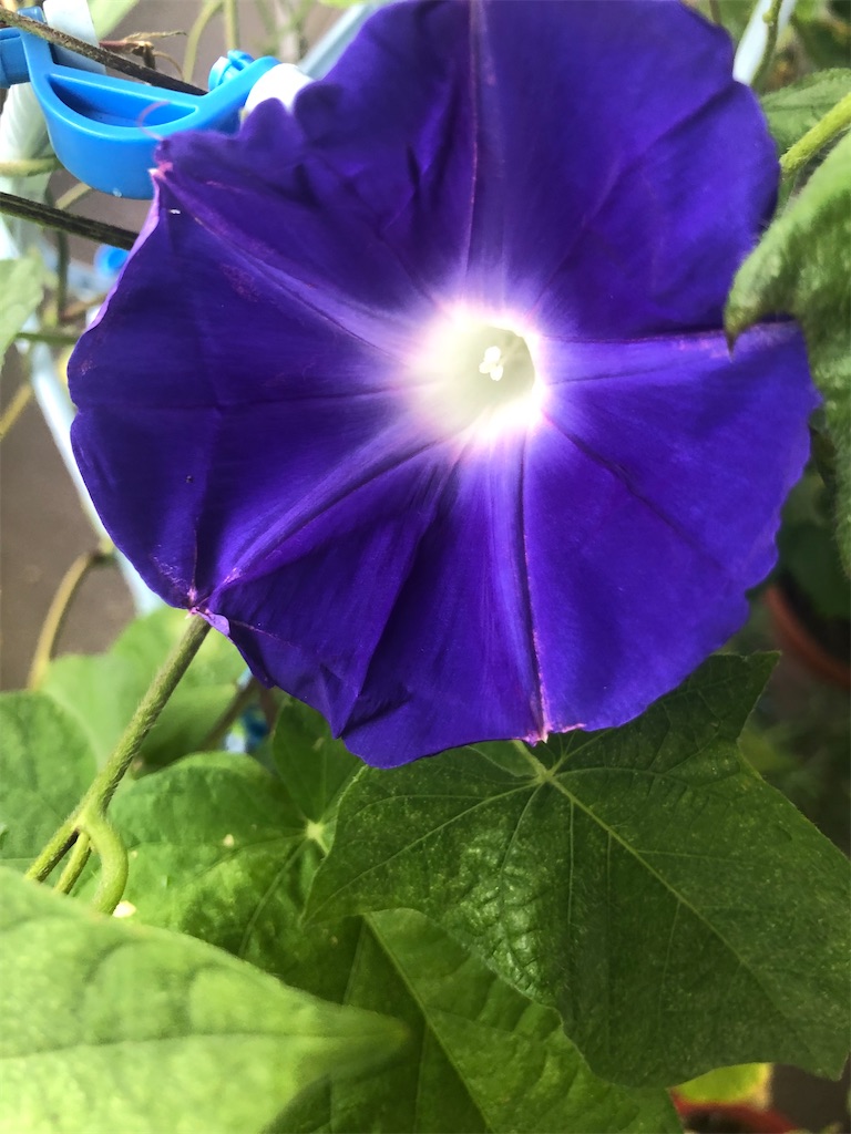 f:id:kosakukko:20210829135648j:image
