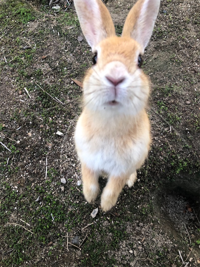 f:id:kosakukko:20221231161435j:image f:id:kosakukko:20221231161435j:image