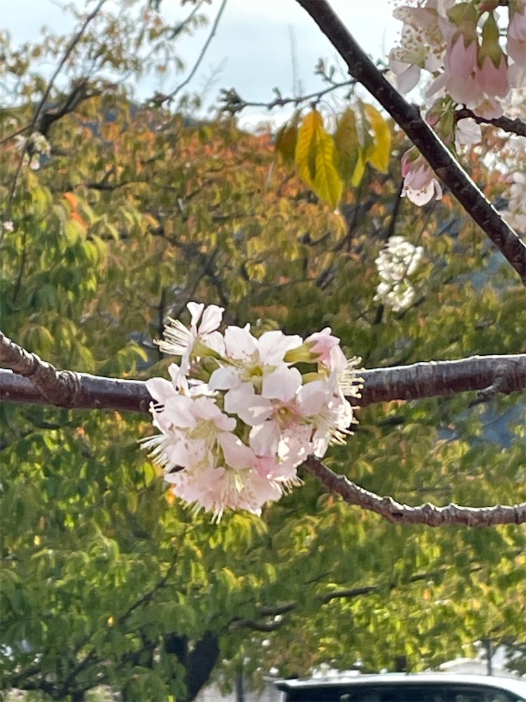 f:id:kosamebitaki733:20221119110453j:image f:id:kosamebitaki733:20221119110453j:image