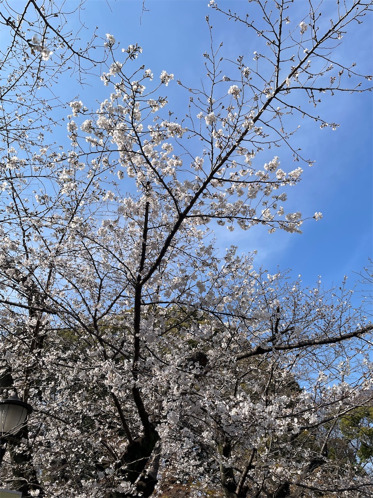 f:id:kosamebitaki733:20260329150159j:image f:id:kosamebitaki733:20260329150159j:image