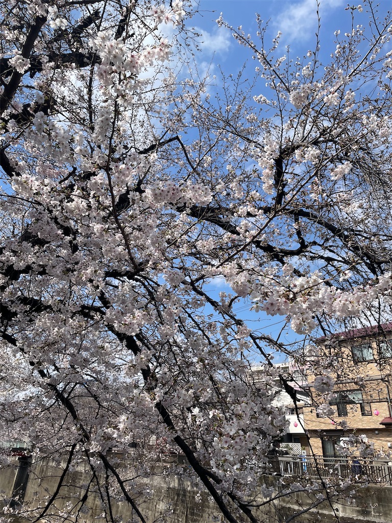 f:id:kosamebitaki733:20260329151656j:image f:id:kosamebitaki733:20260329151656j:image