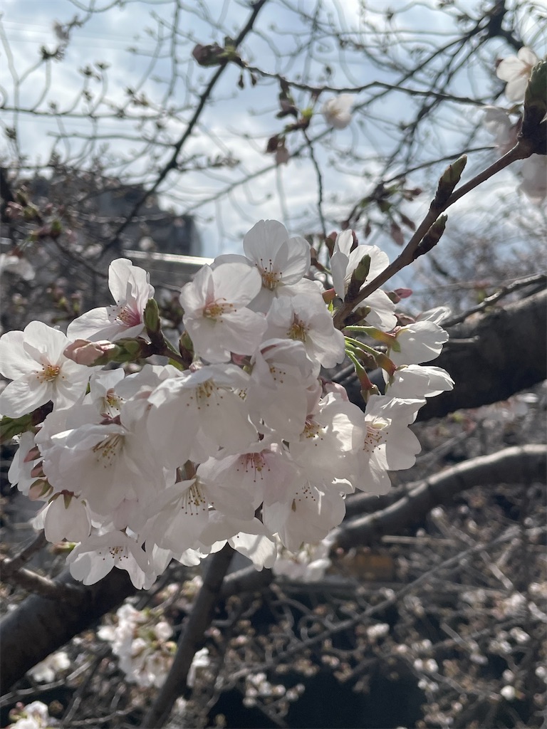 f:id:kosamebitaki733:20260329151704j:image f:id:kosamebitaki733:20260329151704j:image