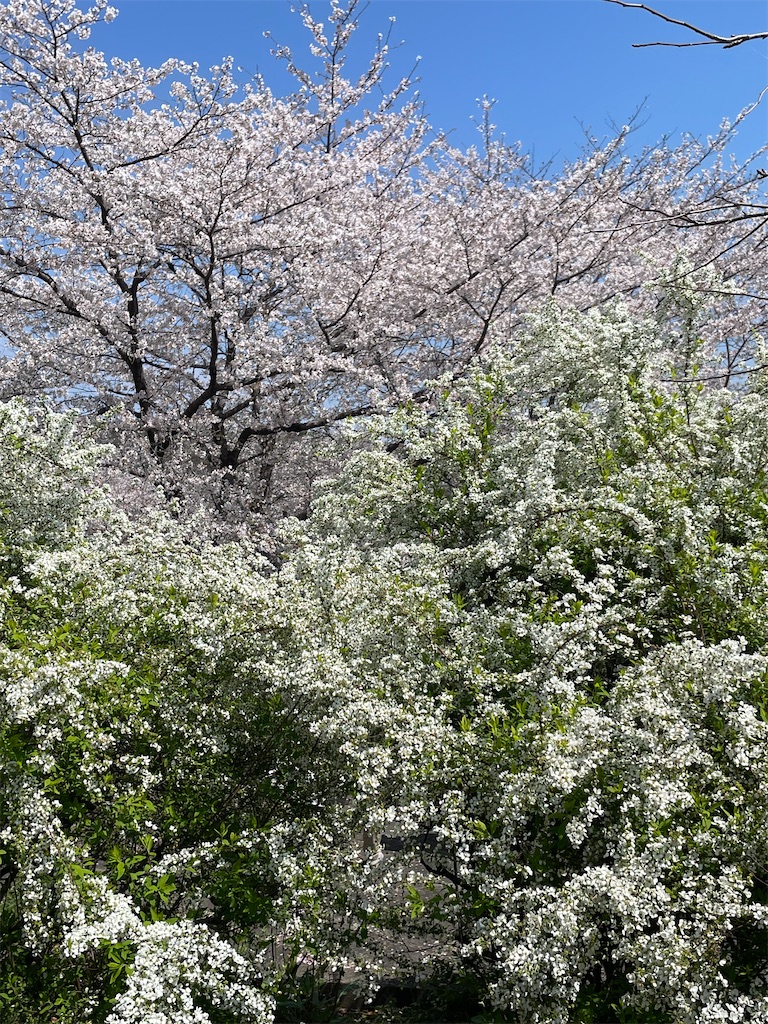 f:id:kosamebitaki733:20260405120808j:image f:id:kosamebitaki733:20260405120808j:image