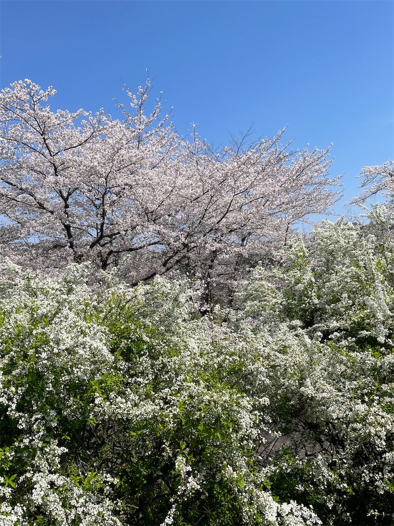f:id:kosamebitaki733:20260405120827j:image f:id:kosamebitaki733:20260405120827j:image